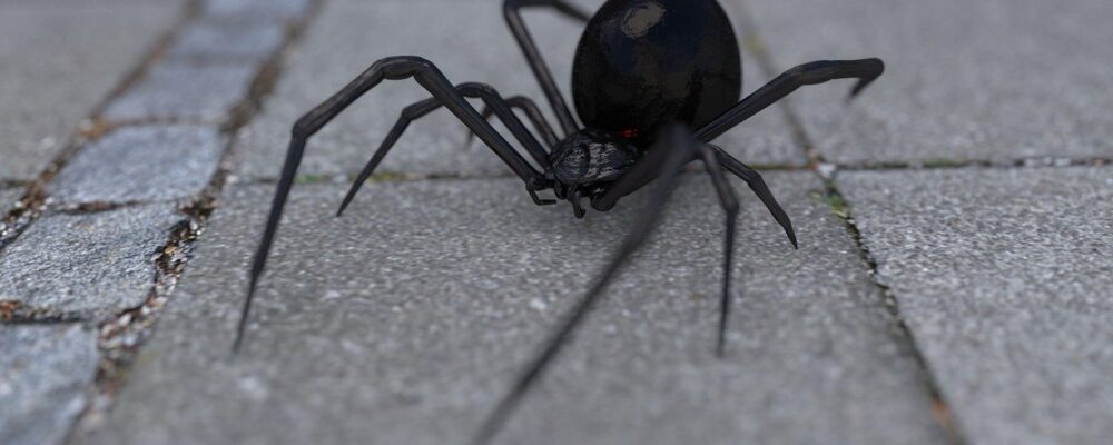 get rid of spiders black widow