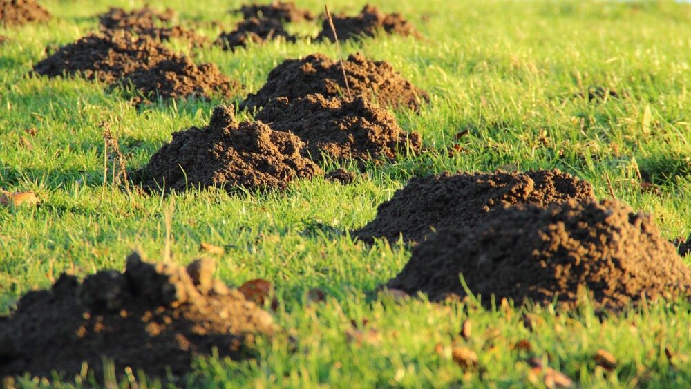 get rid of gophers in the lawn